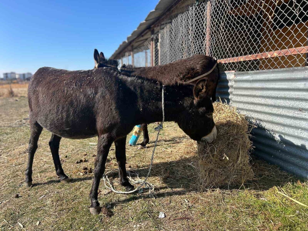 BAŞIBOŞ BIRAKILAN AT VE EŞEKLER HEM TRAFİĞİ HEM YABAN HAYATINI TEHDİT EDİYOR