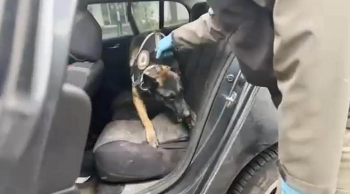 BATMAN'DA DURDURULAN OTOMOBİLDE YAPILAN ARAMADA, OTOMOBİLİN HER TARAFINDAN BALYALAR HALİNDE 56...