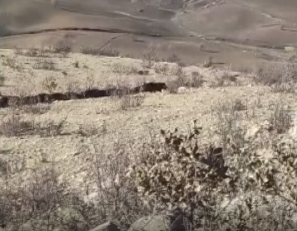 BATMAN'IN GERCÜŞ İLÇESİNDE SÜRÜ HALİNDE DOLAŞAN DOMUZLAR, ÇİFTÇİLER ARASINDA TEDİRGİNLİĞE NEDEN...