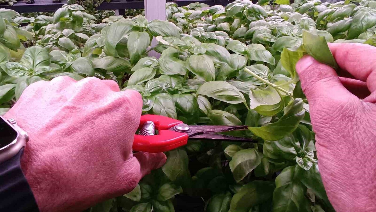 BATMAN ORGANİZE SANAYİ BÖLGESİ’NDE EKSİ BİRİNCİ KATTA KURULAN ÜÇ KATLI HİDROPONİK SERA, HEM...