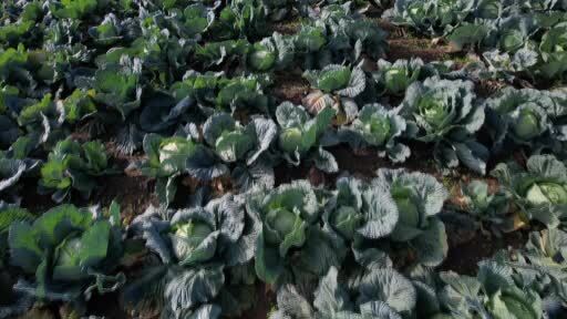 Bin bir emekle toplanan turşunun yıldızı lahana tarlada 50, pazarda 150 lira