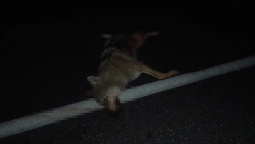 BİTLİS'İN ADİLCEVAZ İLÇESİNDE ARAÇLARIN  ÇARPTIĞI KURT TELEF OLDU.