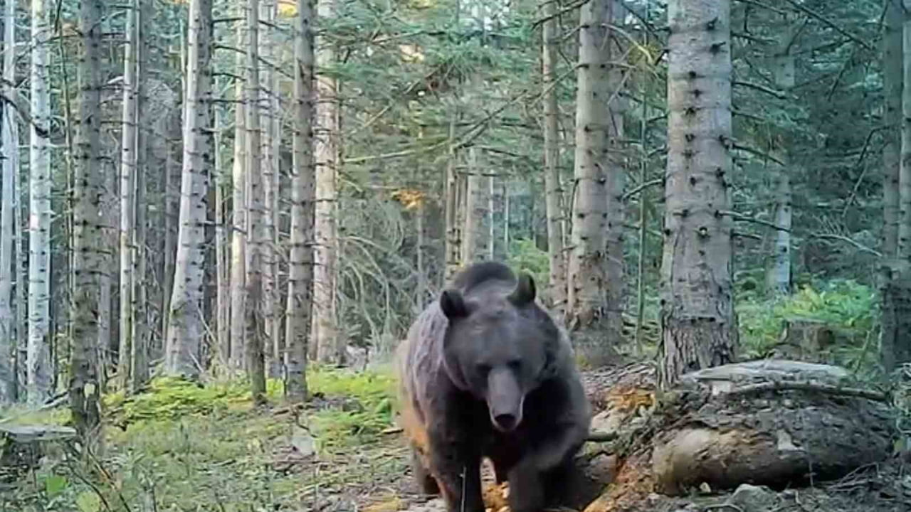 BOLU'DA ORMANLIK ALANA KURULAN FOTOKAPANLARA KURT, GEYİK, AYI VE KARACANIN GÖRÜNTÜLERİ YANSIDI.