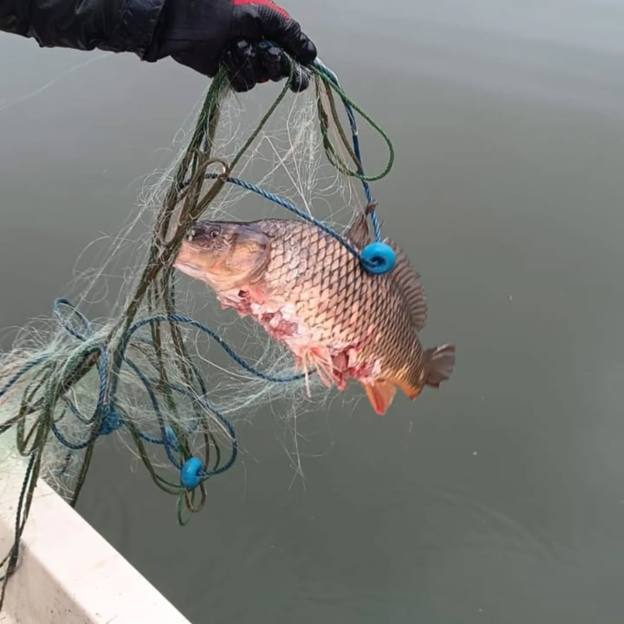 BOLU’NUN SEBEN İLÇESİNDEKİ TAŞLIYAYLA GÖLETİ'NE KAÇAK AVCILAR TARAFINDAN BIRAKILAN 500 METRE...