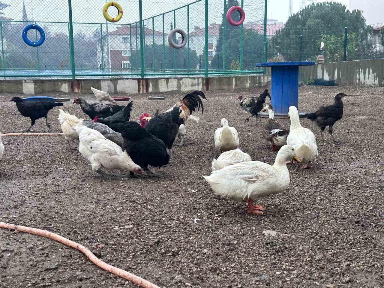 BULDAN GENÇLİK MERKEZİNDE MİNİK KALPLERE HAYVAN SEVGİSİ AŞILAMAK İÇİN MİNİ HAYVANAT BAHÇESİ...