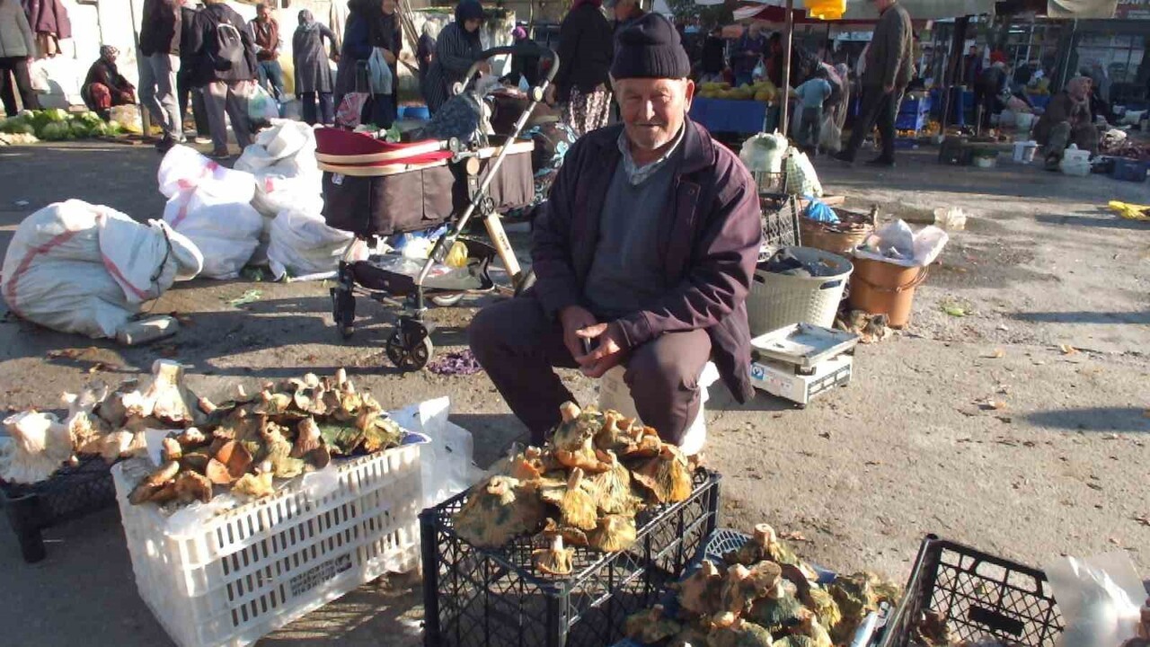 BURHANİYE İLÇESİNDE MEŞKİ MANTARI BOLLUĞU YAŞANIYOR