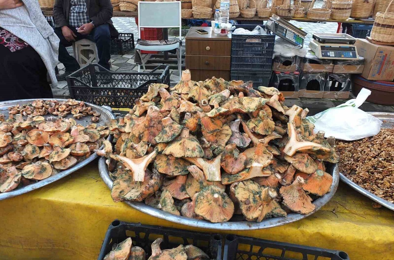 BURHANİYE İLÇESİNDE MEŞKİ MANTARI BOLLUĞU YAŞANIYOR