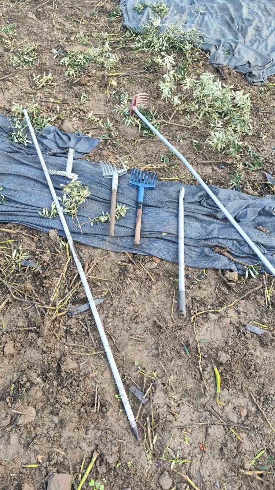 BURSA'NIN ORHANGAZİ İLÇESİNDE ZEYTİN AĞAÇLARININ BULUNDUĞU TARLAYA GİREN HIRSIZLAR, SAHİBİNDEN...