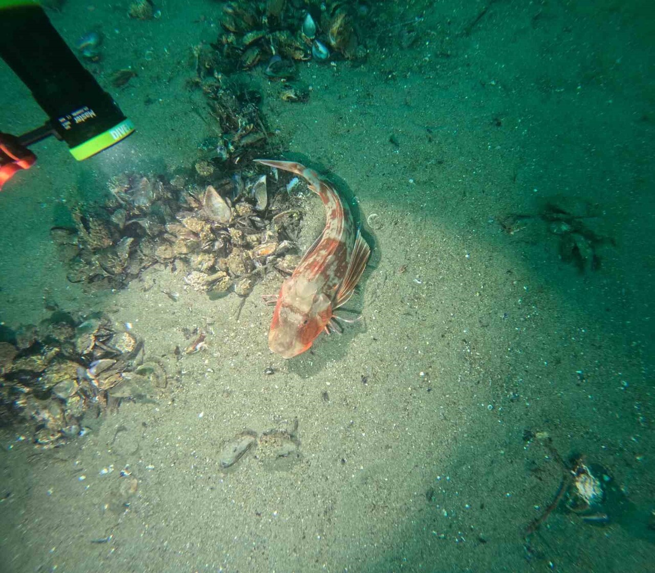 BÜYÜKŞEHİR BELEDİYESİ, MARMARA DENİZİ'NDEKİ 30 FARKLI NOKTADA DALGIÇLAR ARACILIĞI İLE DENİZ DİBİ...