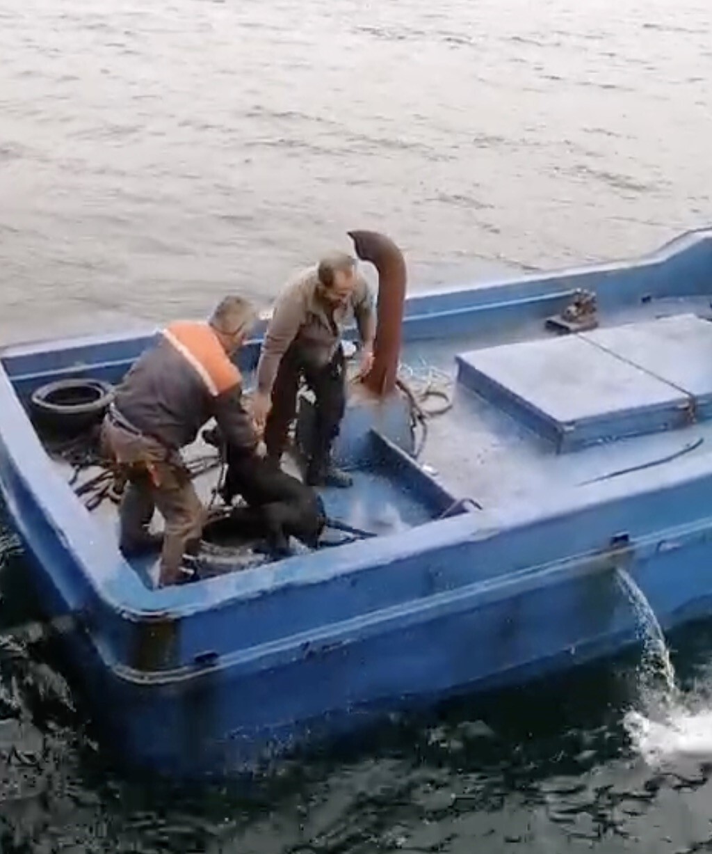ÇANAKKALE’NİN LAPSEKİ İLÇESİNDE İSKELEDEN DENİZE DÜŞEREK SÜRÜKLENEN KÖPEĞİN YARDIMINA BALIKÇILAR...