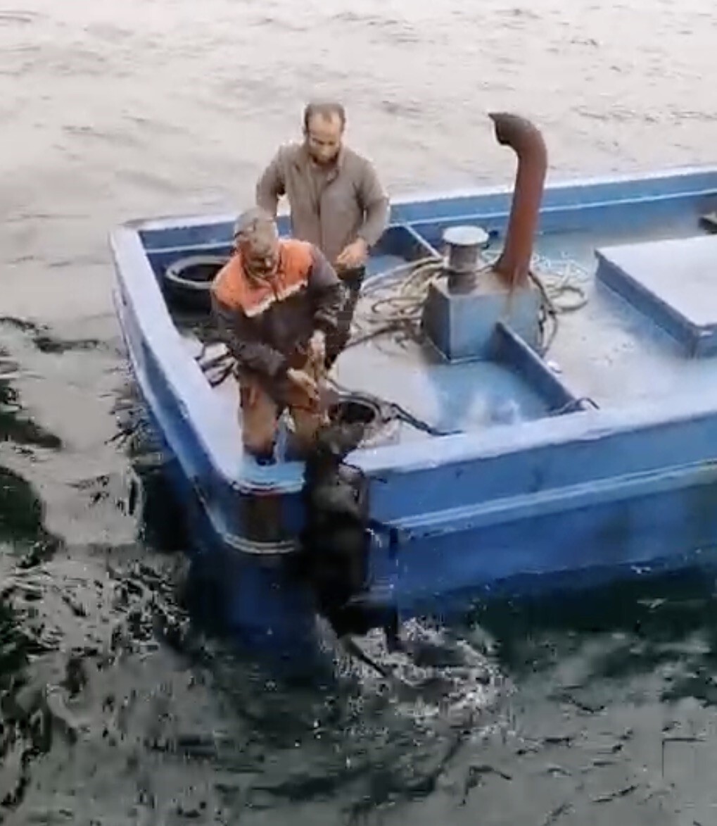 ÇANAKKALE’NİN LAPSEKİ İLÇESİNDE İSKELEDEN DENİZE DÜŞEREK SÜRÜKLENEN KÖPEĞİN YARDIMINA BALIKÇILAR...