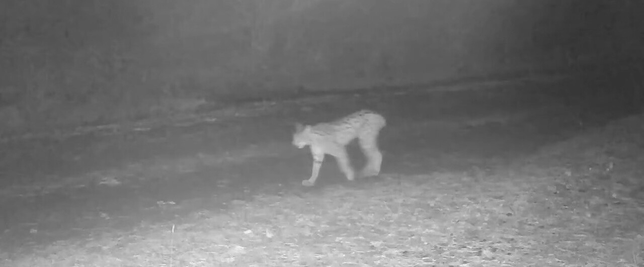 ÇANKIRI’DA DOĞAYA YERLEŞTİRİLEN FOTOKAPAN KAMERALAR, NESLİ TÜKENME TEHLİKESİ ALTINDAKİ VAŞAKLAR...