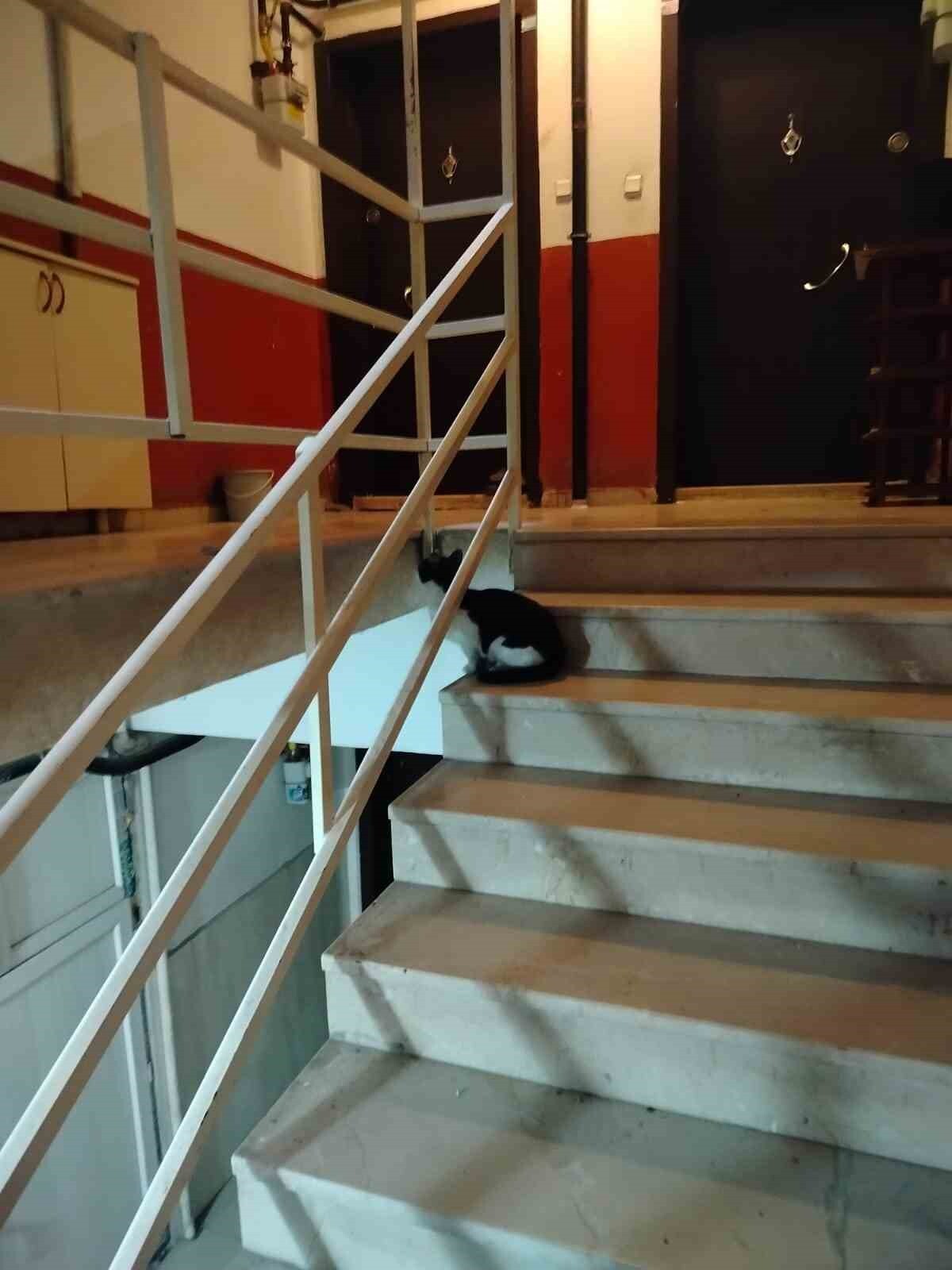 ÇORUM'UN OSMANCIK İLÇESİNDE 5 KATLI APARTMANIN HAVALANDIRMA BOŞLUĞUNA DÜŞEN KEDİ, İTFAİYE...