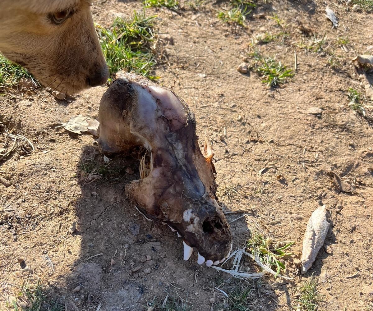 DENİZLİ'NİN BEKİLLİ İLÇESİNDE, SOKAKLARDAN TOPLANARAK 'İYİ BAKILDIKLARI' İDDİA EDİLEN, YURT DIŞI...