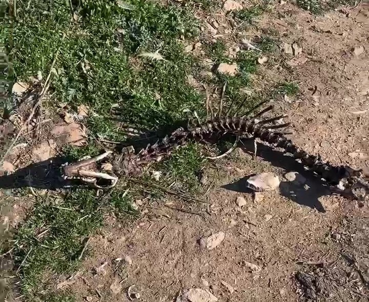 DENİZLİ'NİN BEKİLLİ İLÇESİNDE, SOKAKLARDAN TOPLANARAK 'İYİ BAKILDIKLARI' İDDİA EDİLEN, YURT DIŞI...