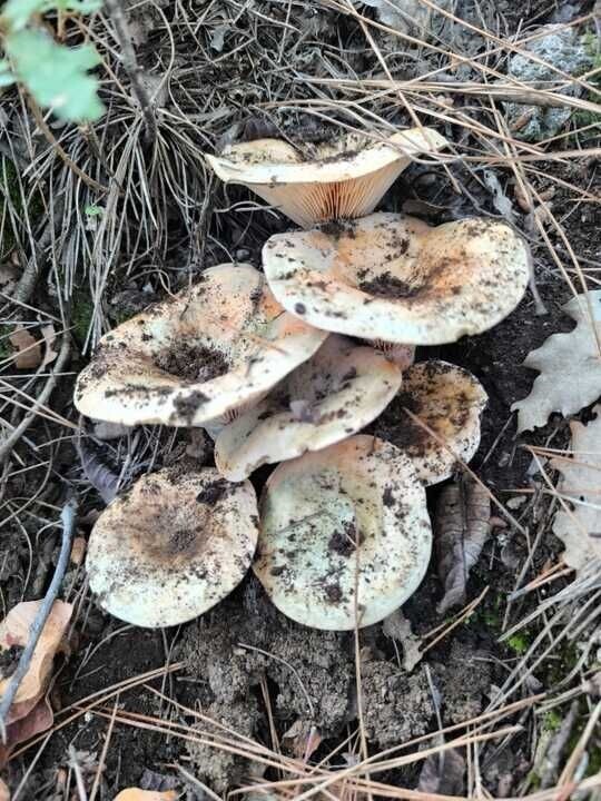 DENİZLİ’NİN ÇAMELİ İLÇESİNDE YAĞIŞLARIN ARDINDAN YENİDEN CANLANAN CİNTAR SEZONUNDA BİR ARKADAŞ...