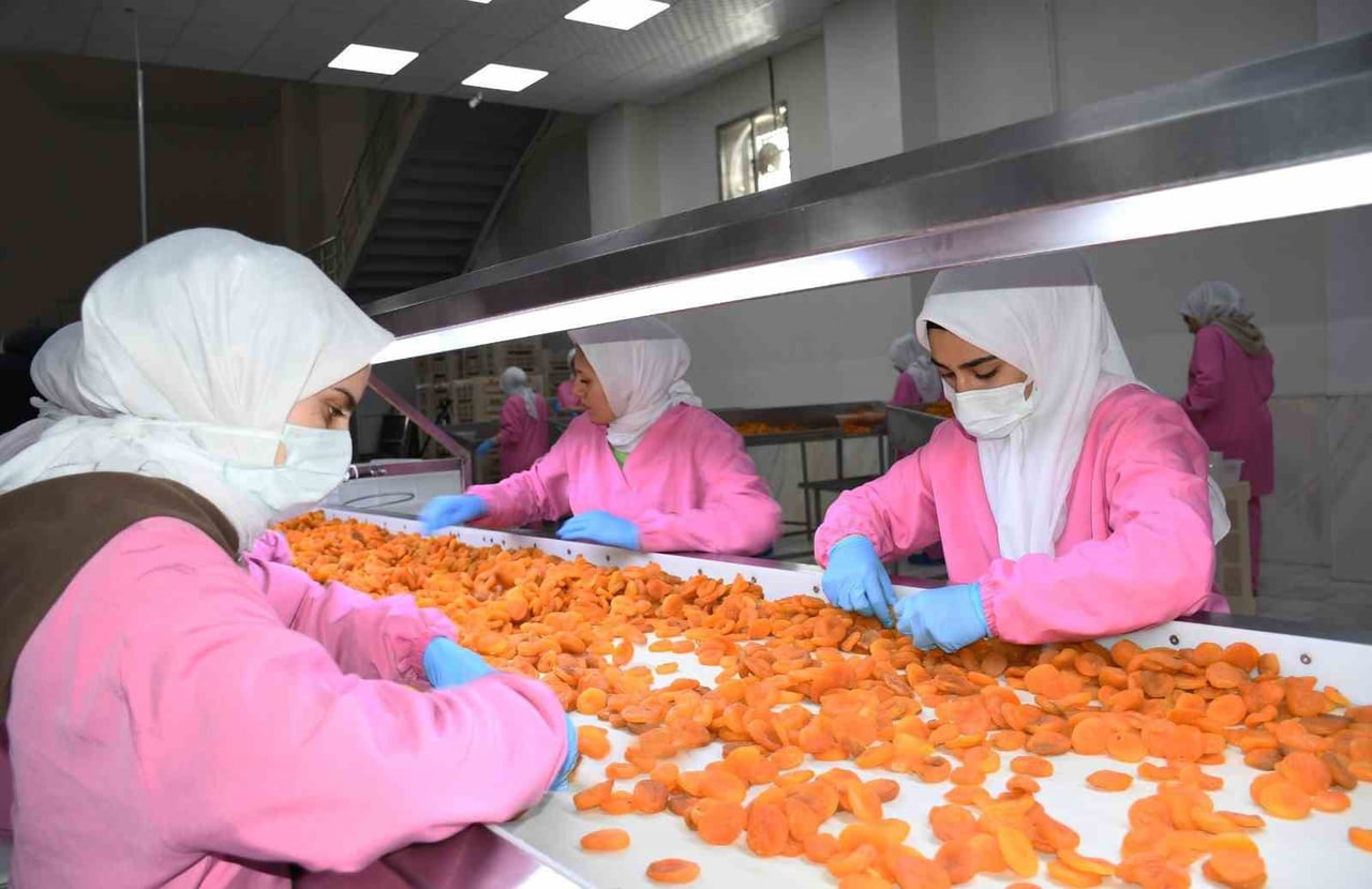 DÜNYA KURU KAYISI BAŞKENTİ MALATYA’DA ZİRAİ DON AFETİNE RAĞMEN 11 AYDA 45 BİN TON İHRACATA...