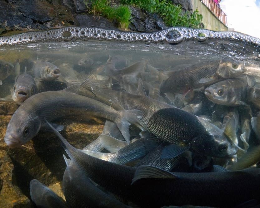 DÜNYADA YALNIZCA VAN GÖLÜ'NDE YAŞAYAN VE ÜREME DÖNEMİNDE TATLI SULARA GÖÇ ETMESİYLE BİLİNEN İNCİ...