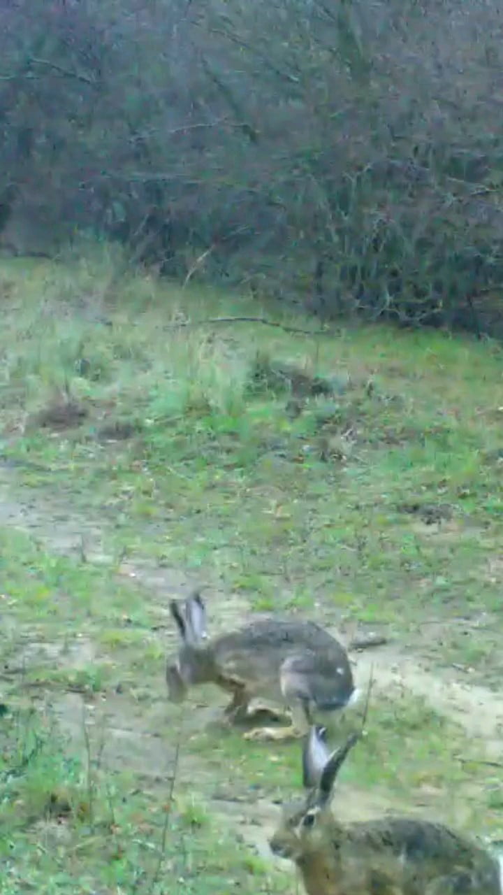 EDİRNE'DE FOTOKAPANLAR, BU KEZ İKİ YABAN TAVŞANINI GÖRÜNTÜLEDİ.