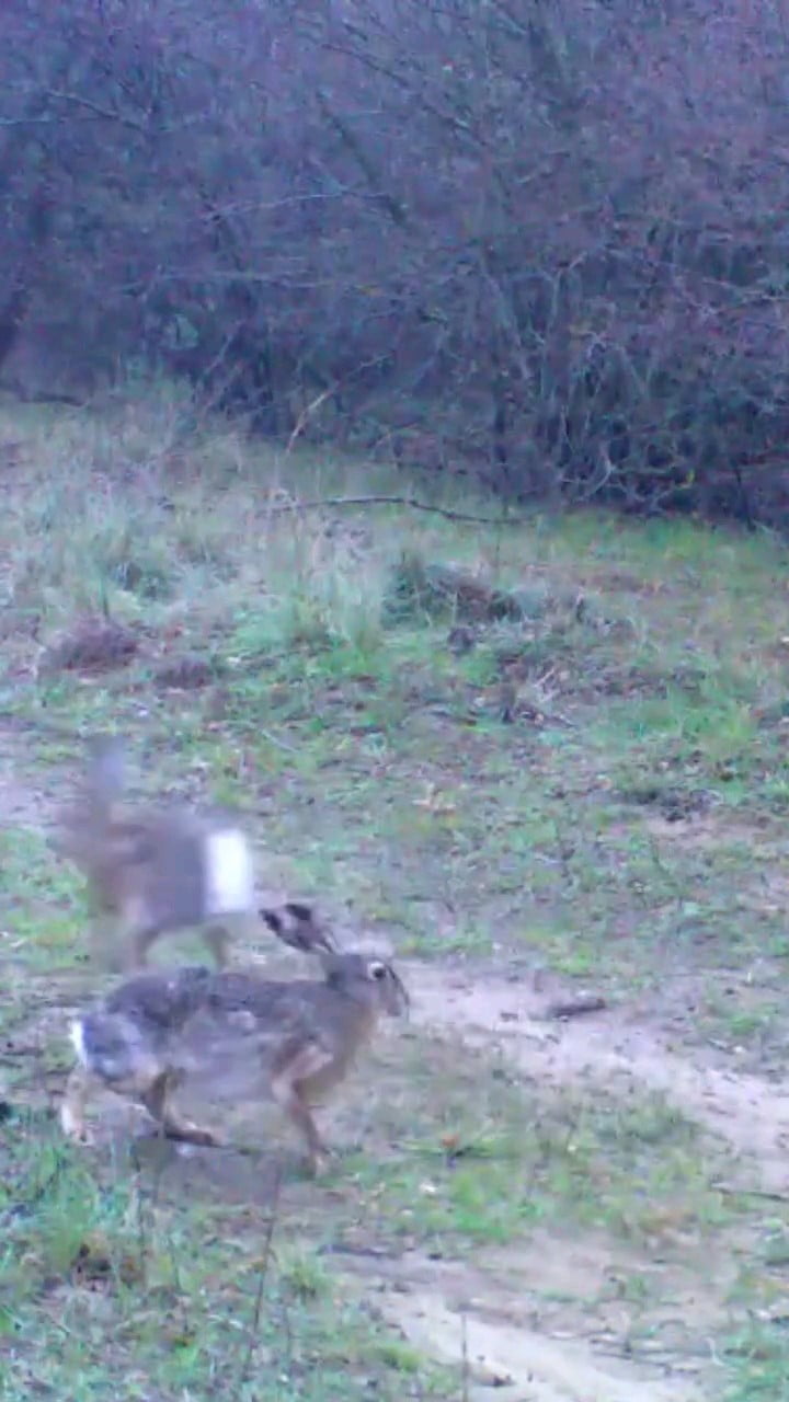 EDİRNE'DE FOTOKAPANLAR, BU KEZ İKİ YABAN TAVŞANINI GÖRÜNTÜLEDİ.