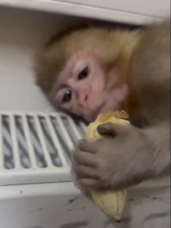 ELAZIĞ'DA EKİPLER TARAFINDAN YAPILAN DENETİMLERDE YAKALANAN MAKAK MAYMUNU YAVRUSU KORUMA ALTINA...