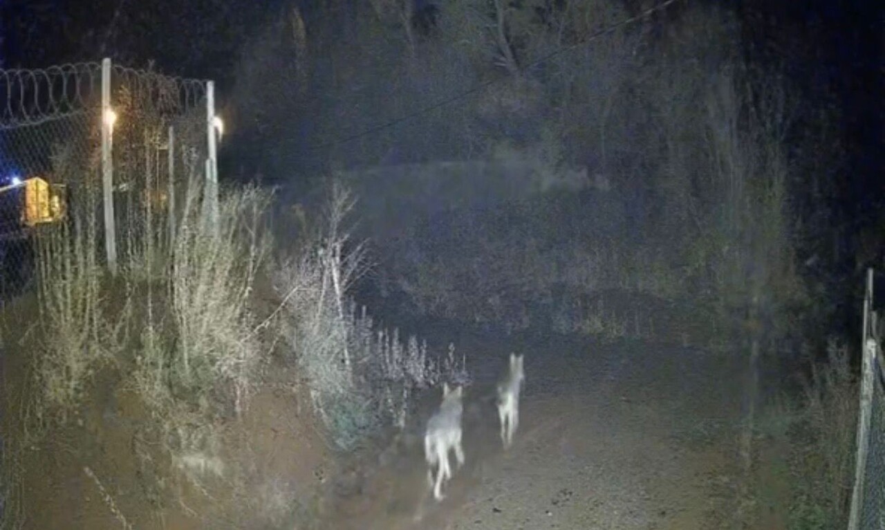 ELAZIĞ’DA GECE SAATLERİNDE ORTAYA ÇIKAN KURTLAR, GÜVENLİK KAMERASINA YANSIDI