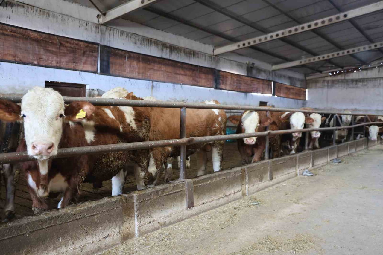 ELAZIĞ’DA KÖYÜNDE SÜT SATARAK GEÇİMİNİ SAĞLAYAN 48 YAŞINDAKİ ÖMER ERDEM, TARIM VE KIRSAL...