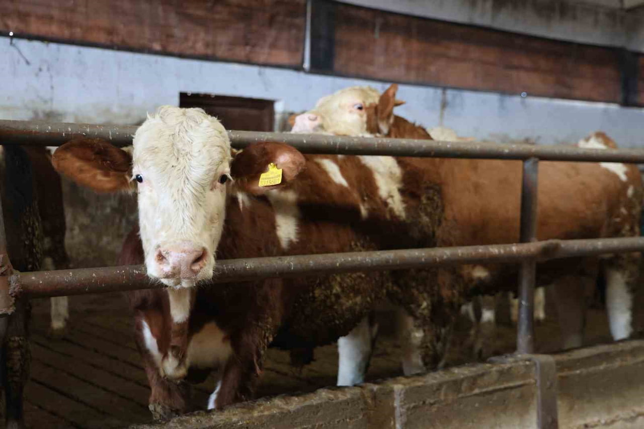 ELAZIĞ’DA KÖYÜNDE SÜT SATARAK GEÇİMİNİ SAĞLAYAN 48 YAŞINDAKİ ÖMER ERDEM, TARIM VE KIRSAL...