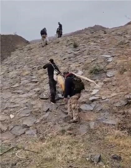 ELAZIĞ’DA NEHİRDE YAKALANAN 60 KİLOLUK DEV TURNA BALIĞINI,ÇAM SIRIĞINA BAĞLAYIP TAŞIDILAR