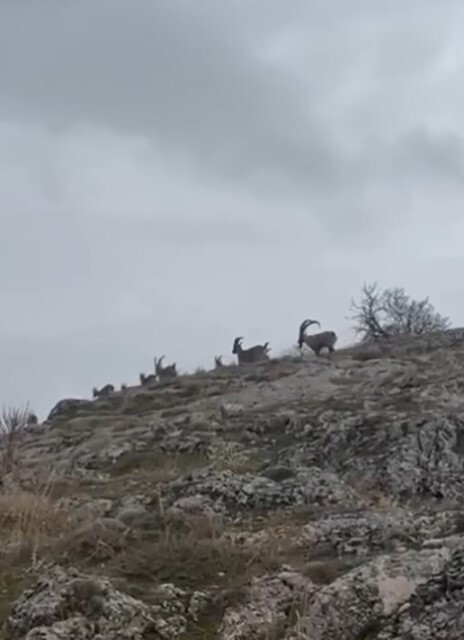 ELAZIĞ’DA NESLİ KORUMA ALTINDA BULUNAN YABAN KEÇİLERİ, SÜRÜ HALİNDE GÖRÜNTÜLENDİ.