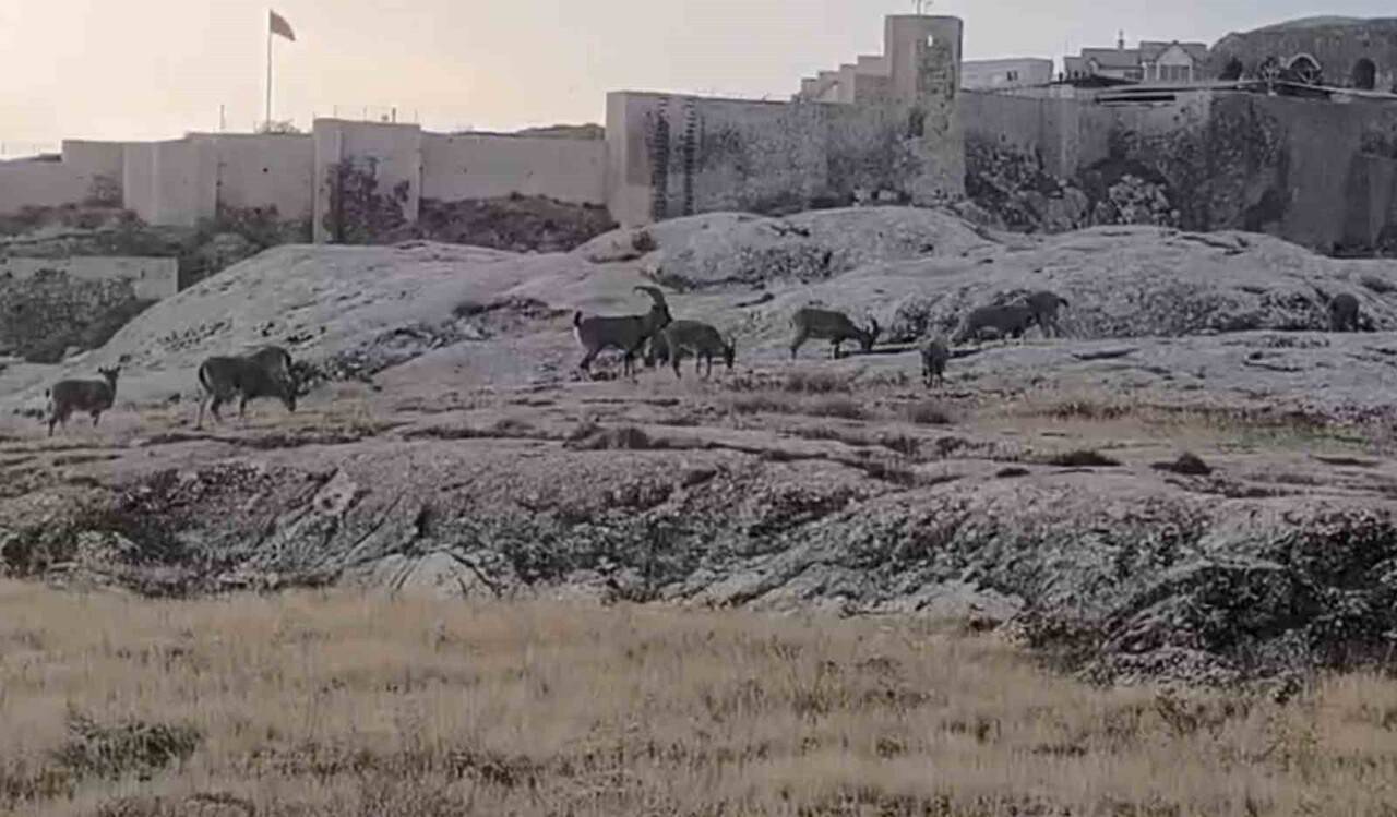 ELAZIĞ’IN HARPUT MAHALLESİ’NDE SABAH SAATLERİNDE DAĞ KEÇİLERİ GÖRÜNTÜLENDİ. NESLİ KORUMA ALTINDA...