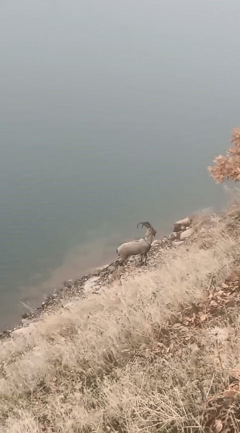 ELAZIĞ’IN KARAKOÇAN İLÇESİNDE SARP KAYALIKLARA TIRMANMA ÖZELLİKLERİ İLE TANINAN KORUMA ALTINDAKİ...