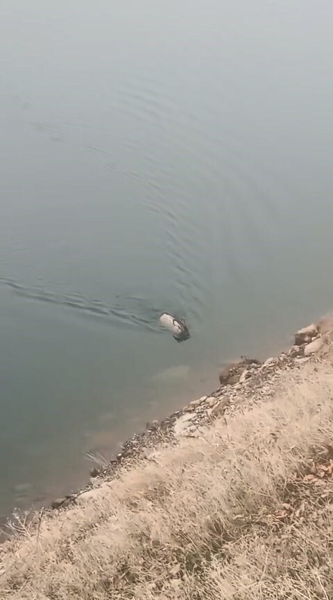 ELAZIĞ’IN KARAKOÇAN İLÇESİNDE SARP KAYALIKLARA TIRMANMA ÖZELLİKLERİ İLE TANINAN KORUMA ALTINDAKİ...