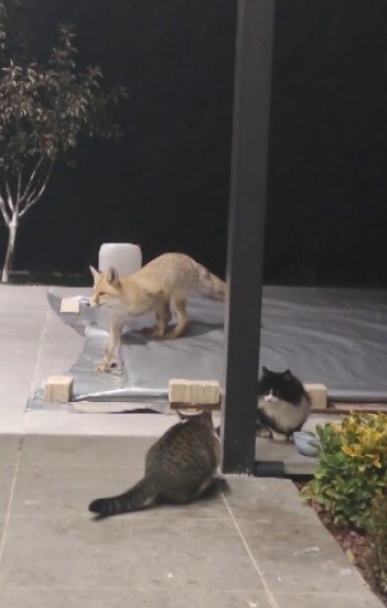 ERZİNCAN’DA KEDİLERİN MAMASINA GÖZ DİKEN TİLKİ KEDİNİN SALDIRISINA UĞRADI
