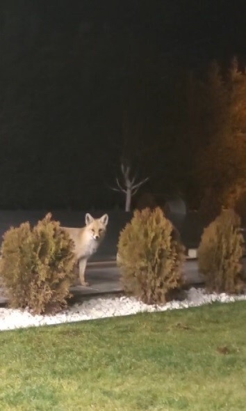 ERZİNCAN’DA KEDİLERİN MAMASINA GÖZ DİKEN TİLKİ KEDİNİN SALDIRISINA UĞRADI