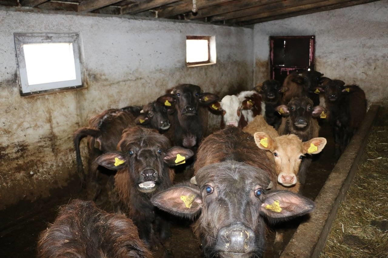 ERZİNCAN’DA MANDA YETİŞTİRİCİLİĞİ İÇİN ARAŞTIRMALAR SÜRÜYOR