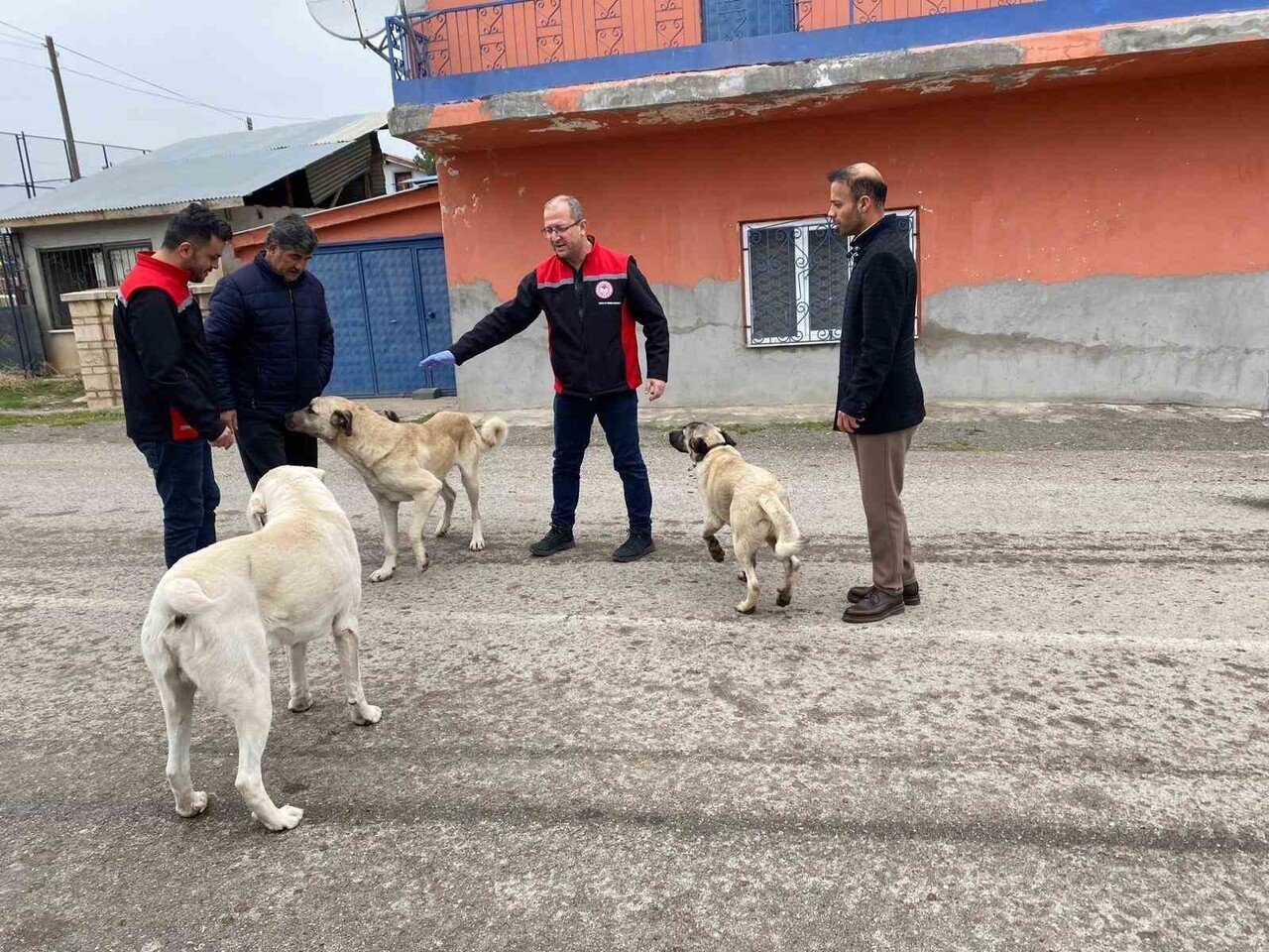 ERZİNCAN’DA SOKAK KÖPEKLERİNE KUDUZ AŞISI
