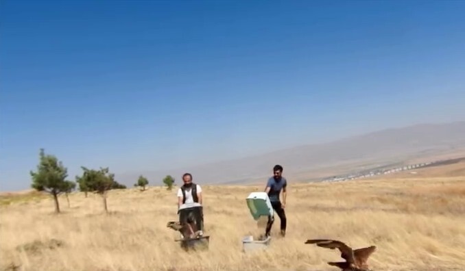 ERZURUM’DA BİTKİN HALDE BULUNAN İKİ KIZIL ŞAHİN DOĞAYA BIRAKILDI.