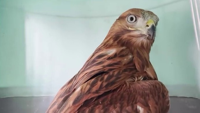 ERZURUM’DA BİTKİN HALDE BULUNAN İKİ KIZIL ŞAHİN DOĞAYA BIRAKILDI.