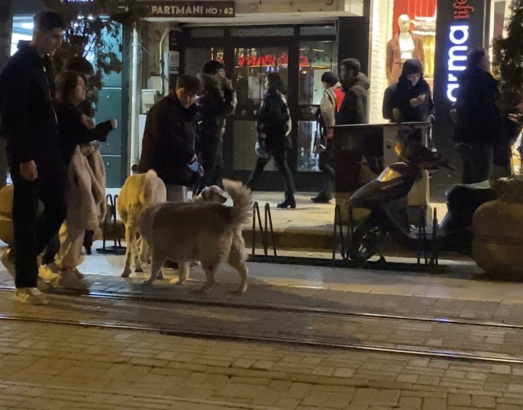 ESKİŞEHİR'DE TASMASI TAKILI OLAN EVCİL KÖPEĞİYLE BİRLİKTE YÜRÜRKEN 3 SOKAK KÖPEĞİNİN ARASINDA...
