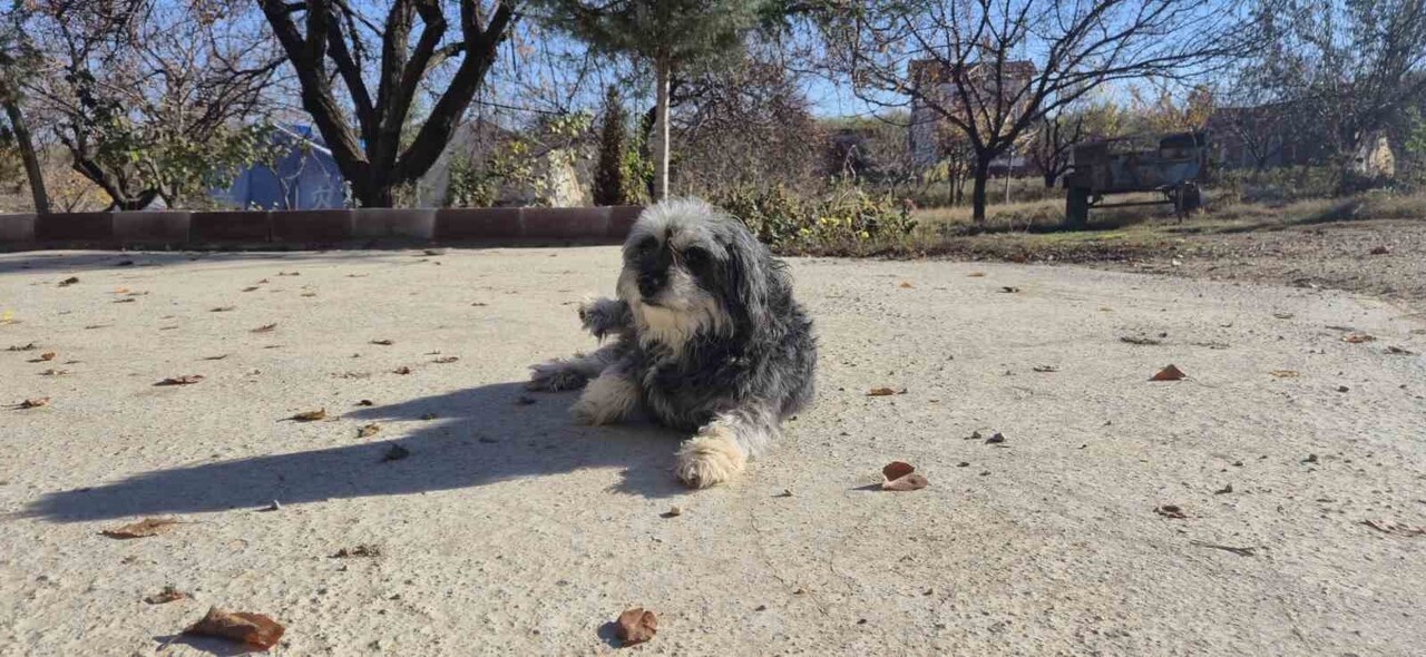 EVDE KEDİ VE KÖPEK BESLEMENİN HASTALIKLARA YOL AÇTIĞI YÖNÜNDEKİ AÇIKLAMALARI DEĞERLENDİREN...