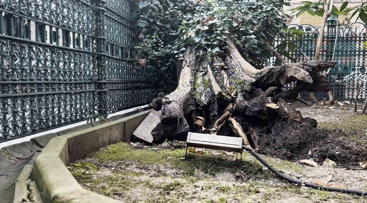 EYÜP SULTAN CAMİİ AVLUSUNDA BULUNAN AĞAÇ BU SABAH SAATLERİNDE DEVRİLDİ