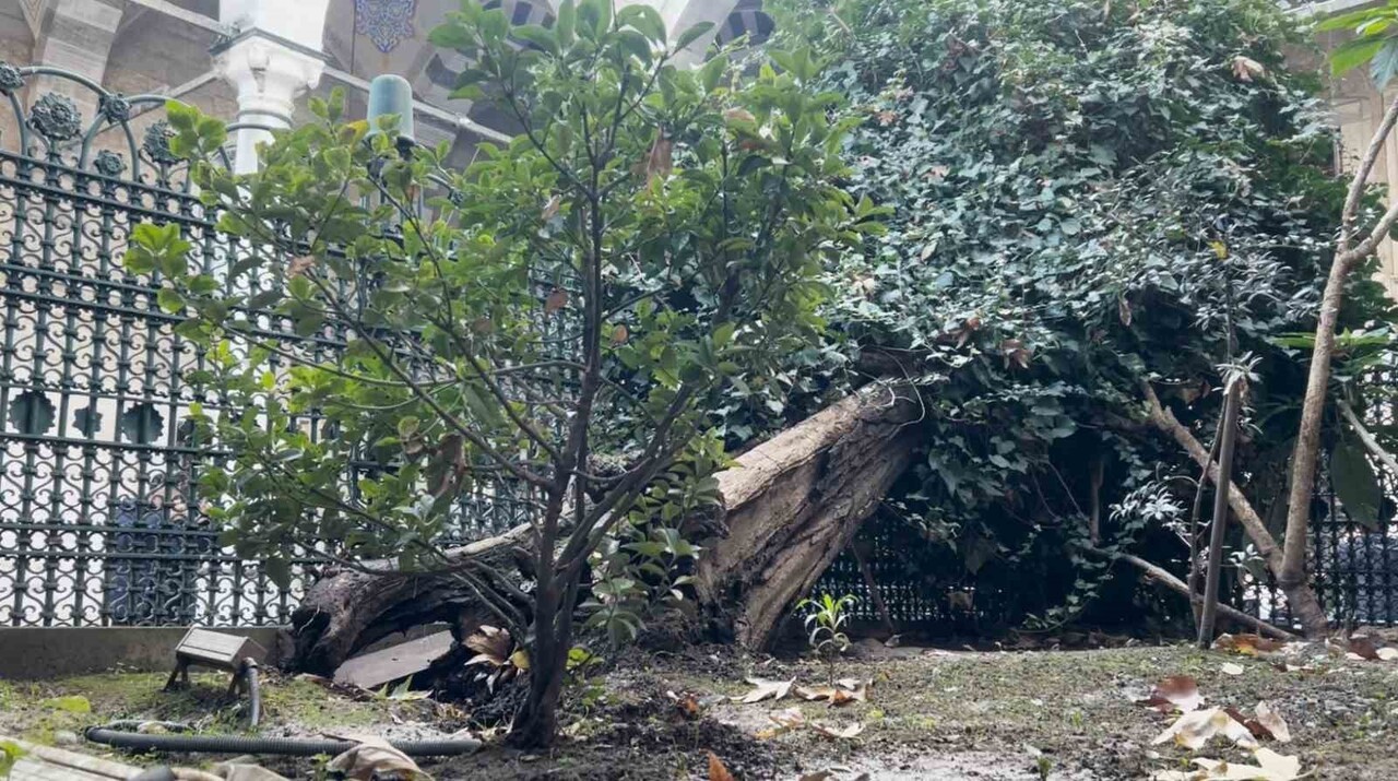 EYÜP SULTAN CAMİİ AVLUSUNDA BULUNAN AĞAÇ BU SABAH SAATLERİNDE DEVRİLDİ