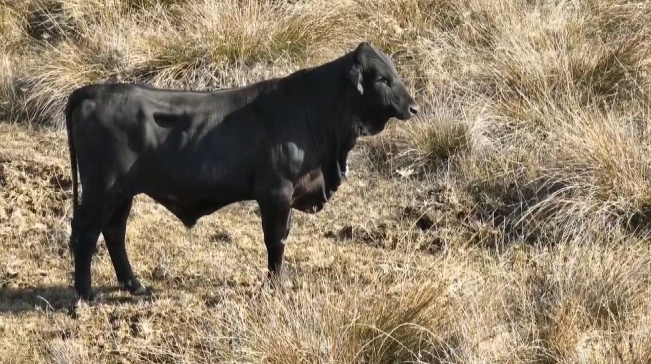 FİRARİ ANGUSU DRONE İLE GÖRÜNTÜLEDİ