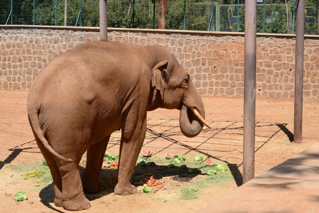 GAZİANTEP DOĞAL YAŞAM PARKI'NDAKİ "GABİ" İSİMLİ FİL