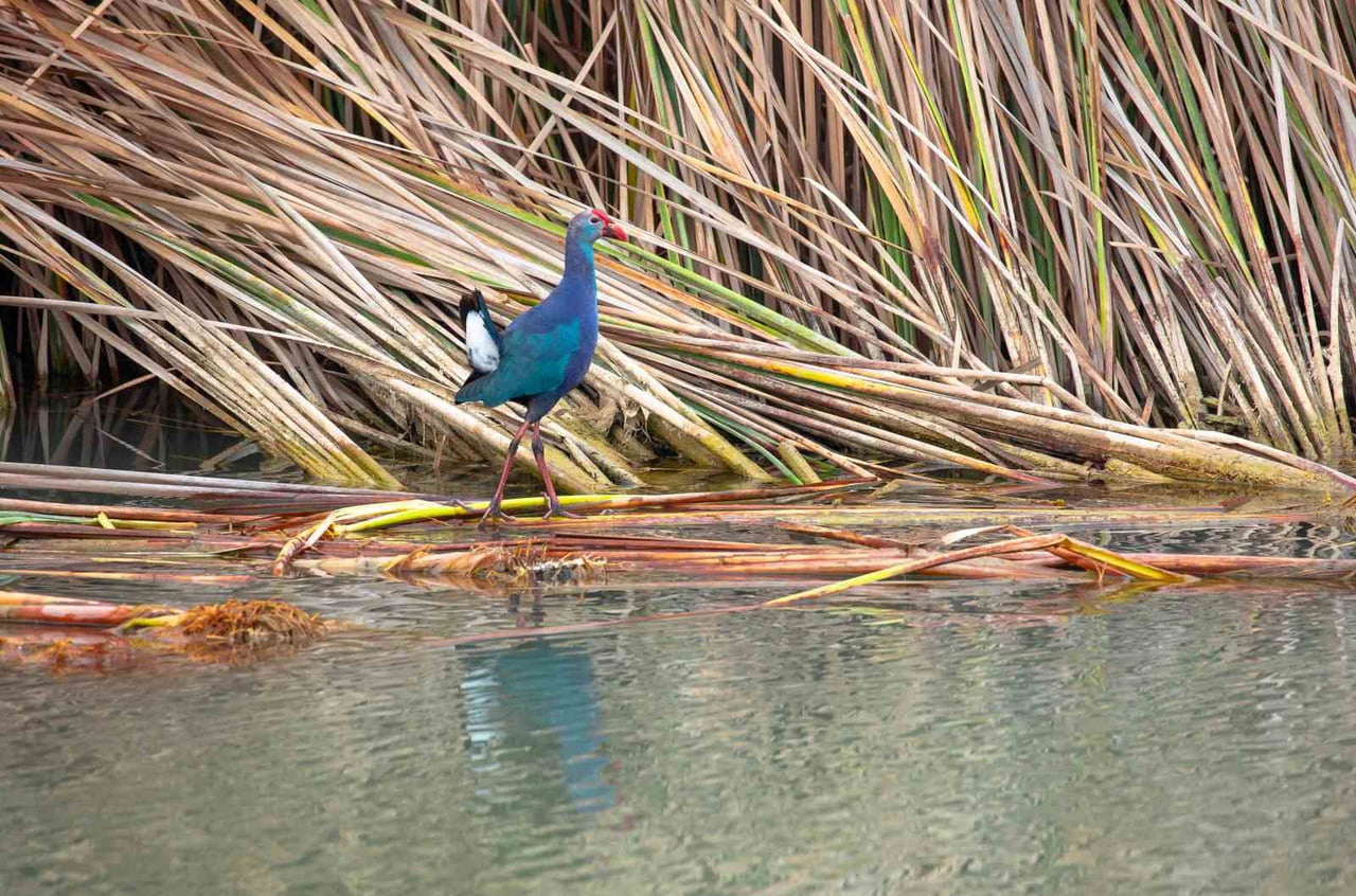 GÖKSU DELTA’SINDA KORUMA ALTINDAKİ SAZ HOROZU GÖRÜNTÜLENDİ