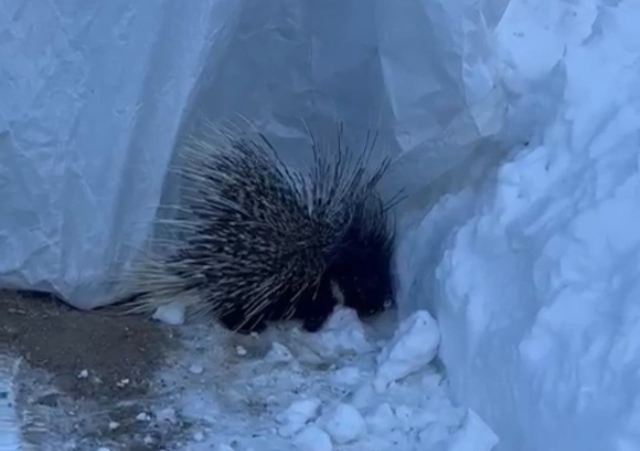 HAKKARİ’NİN YÜKSEKOVA İLÇESİNDE, NESLİ TÜKENME TEHLİKESİ ALTINDA OLDUĞU İÇİN KORUMA KATEGORİSİNDE...