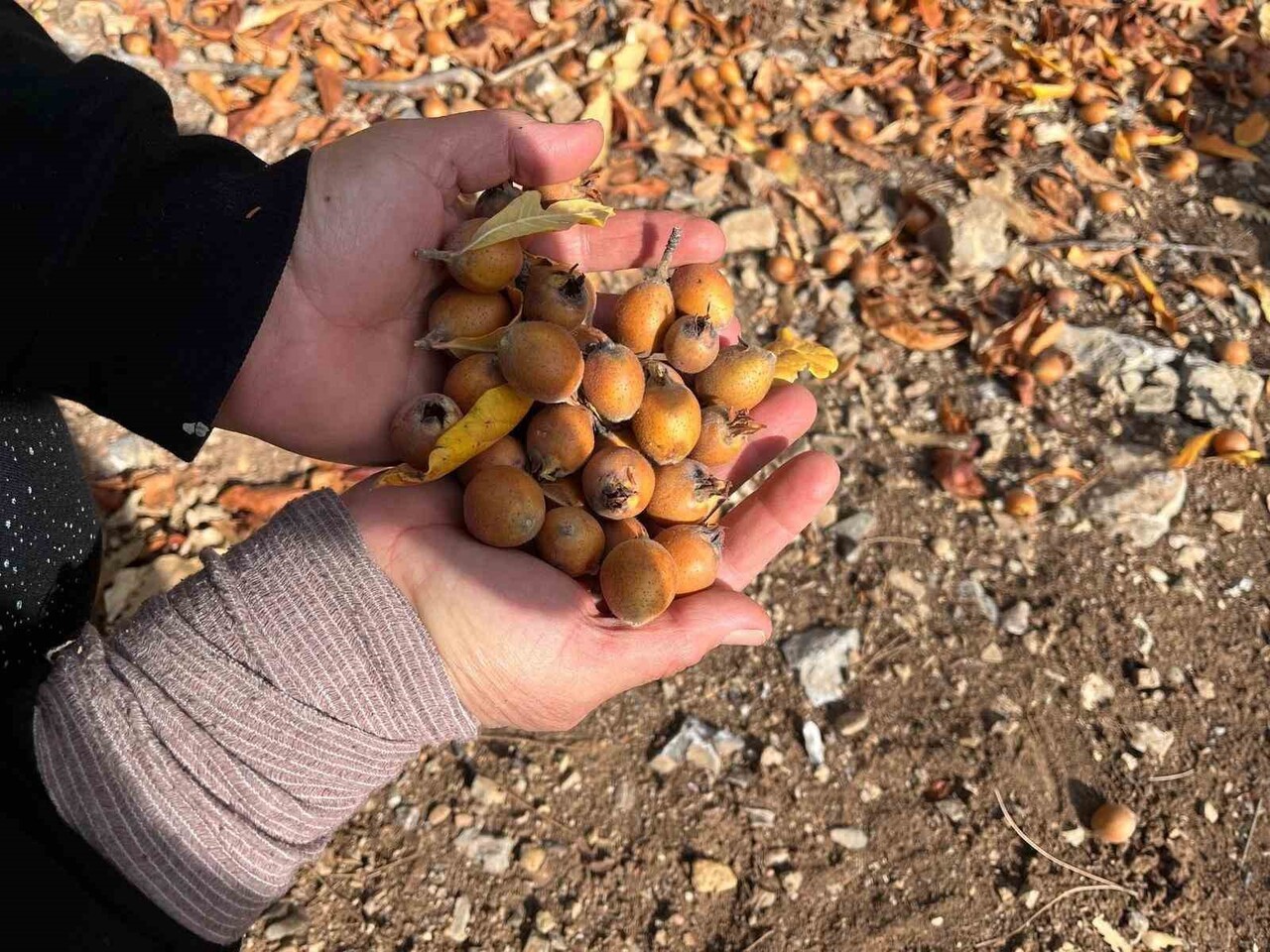 HALK ARASINDA MUŞMULA, YENİ DÜNYA, BÖLGE HALKI TARAFINDAN İSE "BEŞBIYIK" ADIYLA BİLİNEN BU...