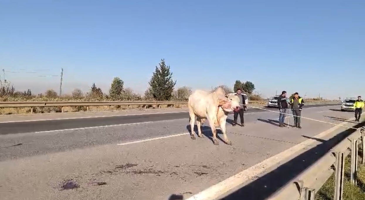 HATAY'DA 2 KİŞİNİN CAN VERDİĞİ KAZADA TIRDAN KAÇARAK ŞEHİR TURUNA ÇIKAN ANGUSLAR, EKİPLERİ...