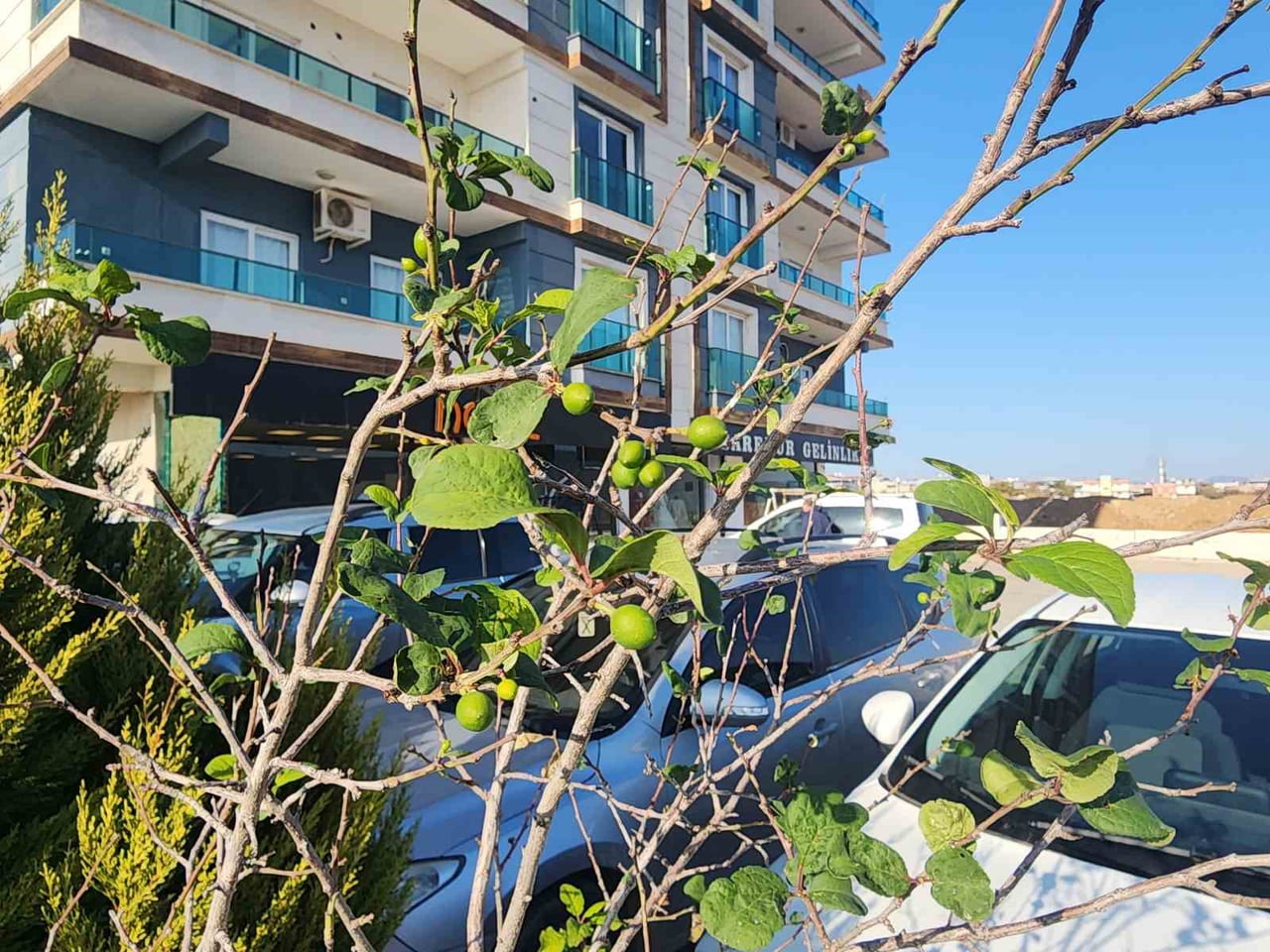 HATAY'DA ARALIK AYINDA MEYVE VEREN ERİK AĞACI VATANDAŞLARIN DİKKATİNİ ÇEKTİ.